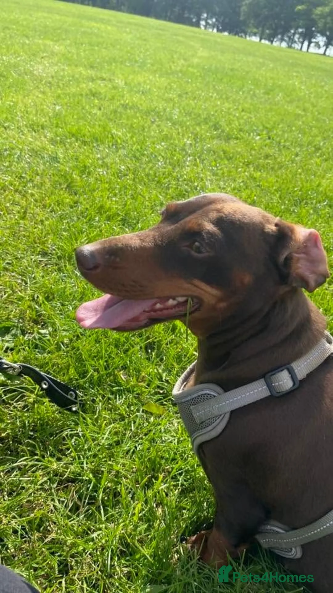 Miniature Dachshund dogs for sale: loving and playful boy  - Advert 6