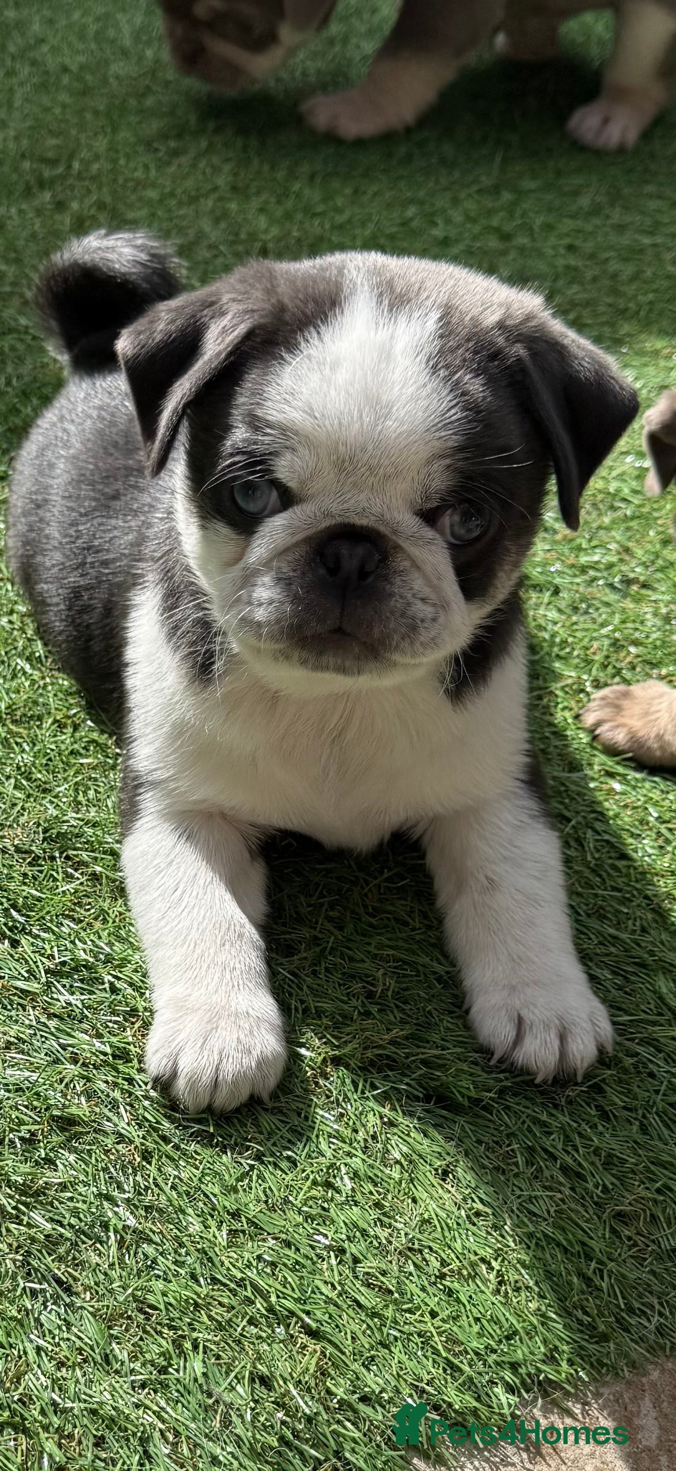 Pug dogs Kc pug puppies from a 5 star licensed breeder  - Advert 9