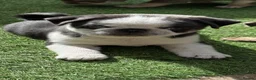 Pug dogs for sale: Kc pug puppies from a 5 star licensed breeder  - Advert 2