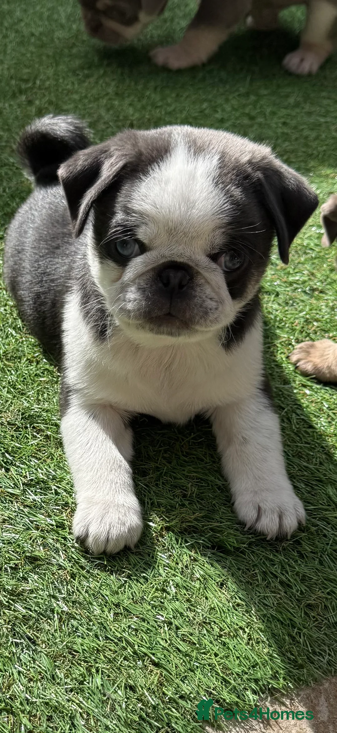 Pug dogs for sale: Kc pug puppies from a 5 star licensed breeder  - Advert 2