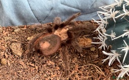 Tarantulas invertebrates for sale: Tarantula with setup, food and tweezers - Image 2