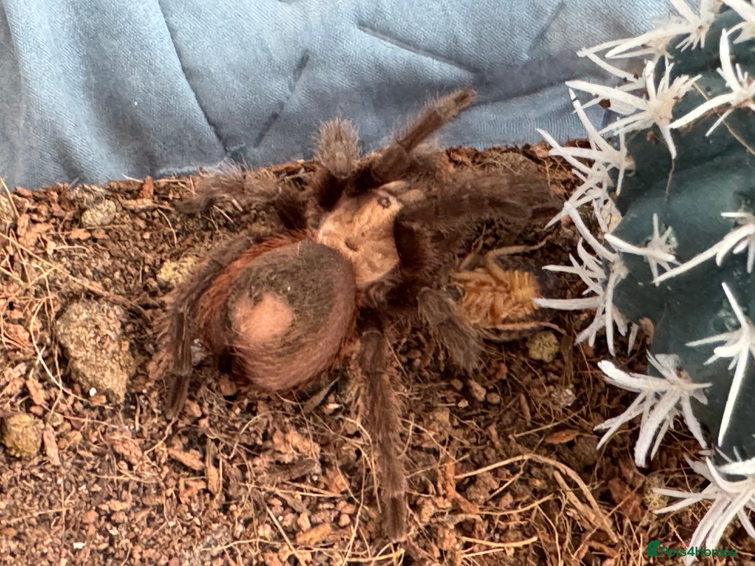 Tarantulas invertebrates for sale: Tarantula with setup, food and tweezers - Image 2