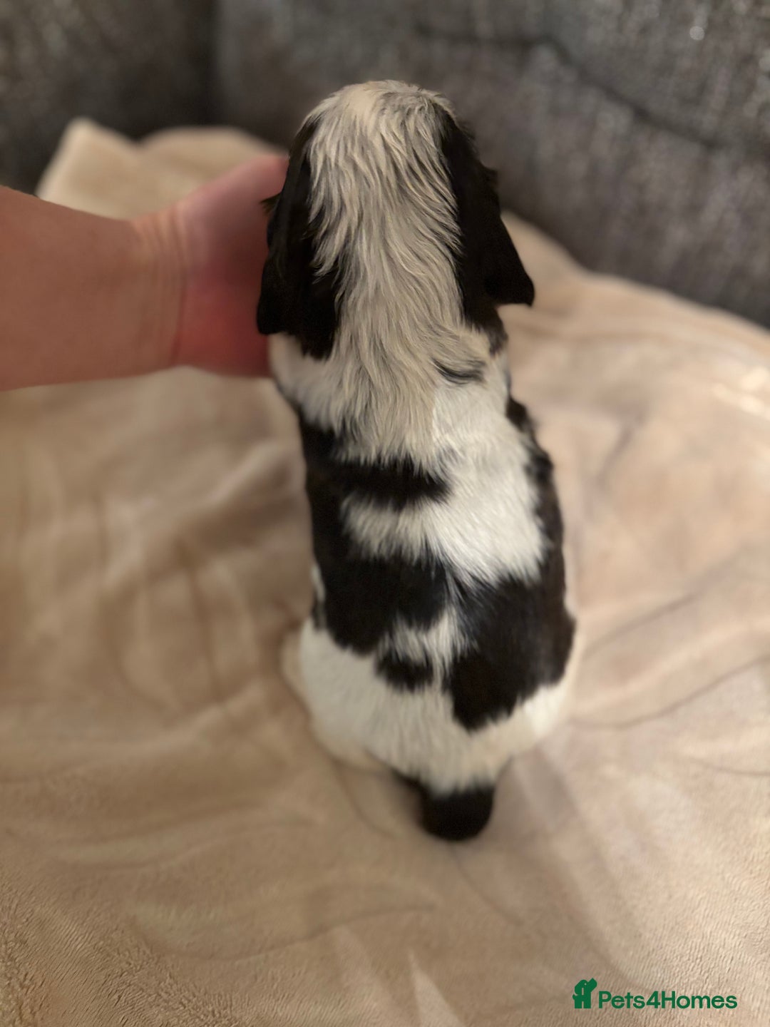 Cocker Spaniel dogs for sale: Quality kc show type cocker spaniels - Advert 26