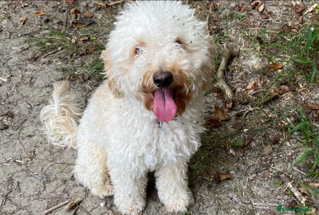 Cockapoo dogs for sale: Teddy 4 and half year old cockapoo - Advert 3