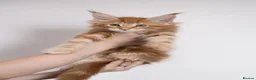 Maine Coon cats for sale: 5 Beautiful Russian Import Kittens TICA - Advert 25