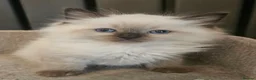 Ragdoll cats for sale: Stunning ragdoll kittens - Advert 15
