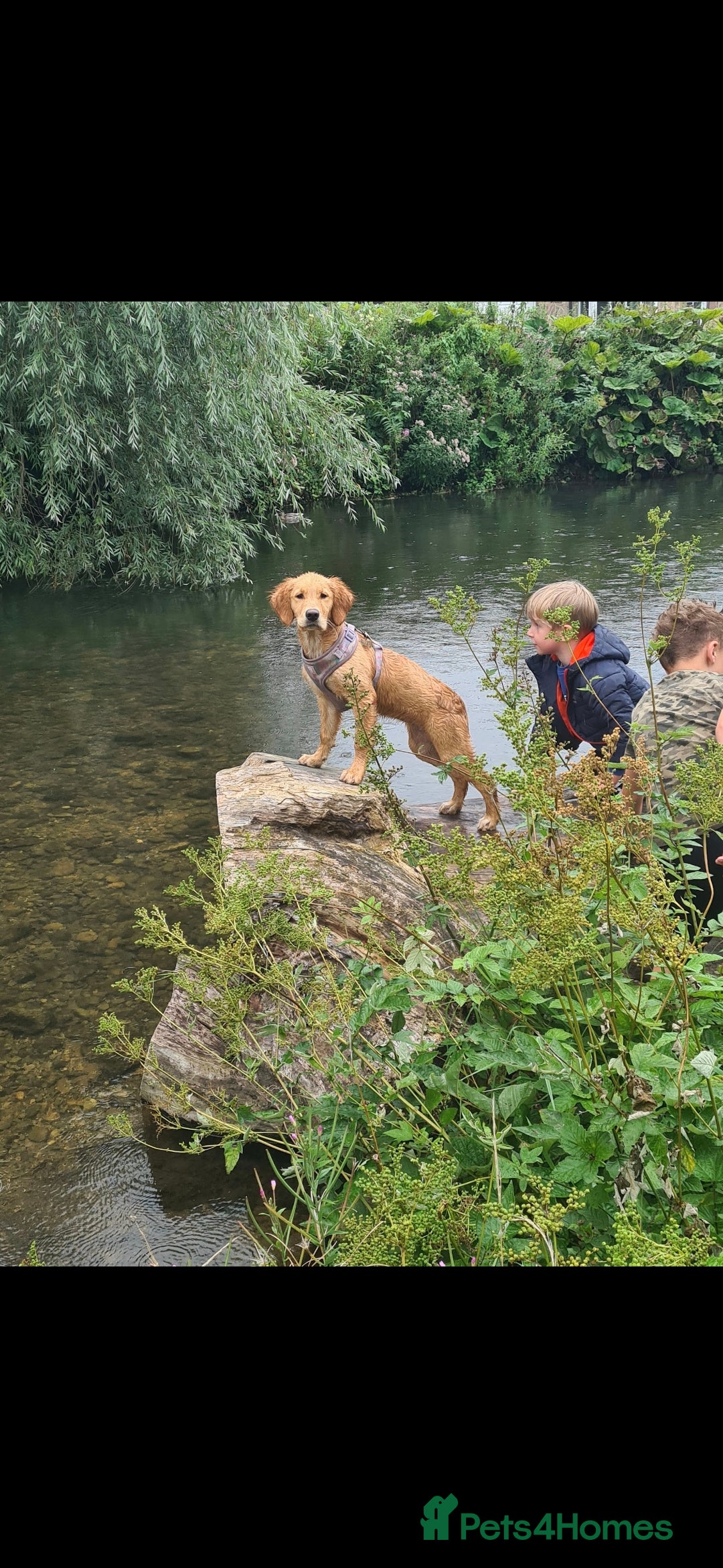 Golden Retriever dogs for sale: KC reg golden retriever puppies - Advert 14