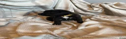 Mixed Breed dogs for sale: Border collie x Belgian Malinois  in Derby - Advert 19