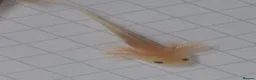 Axolotl reptiles for sale: Beutiful Lucianic Albino Babies - Advert 4