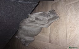 French Bulldog dogs for sale: Blue male French bulldog  - Image 10