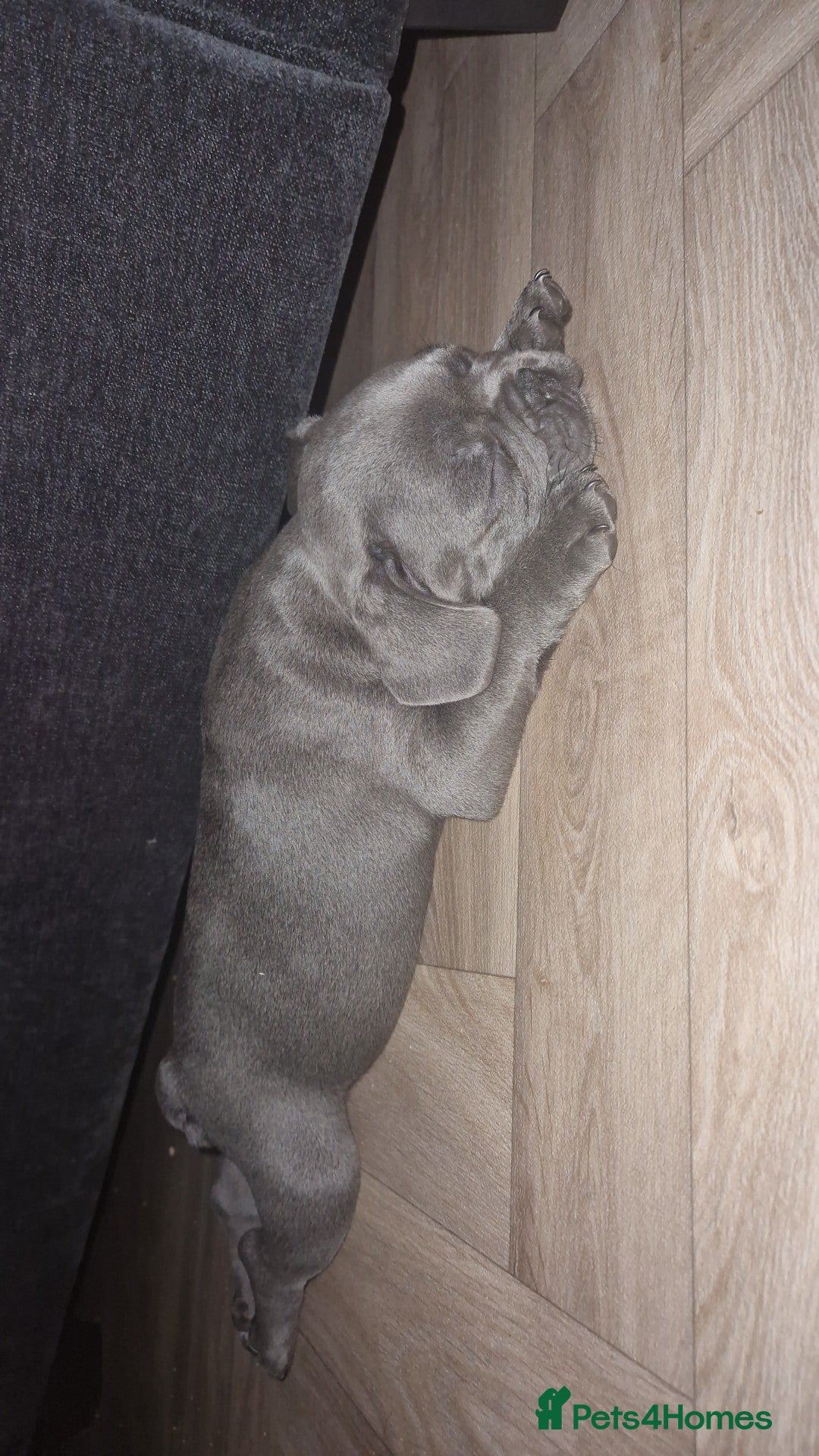 French Bulldog dogs for sale: Blue male French bulldog  - Image 10