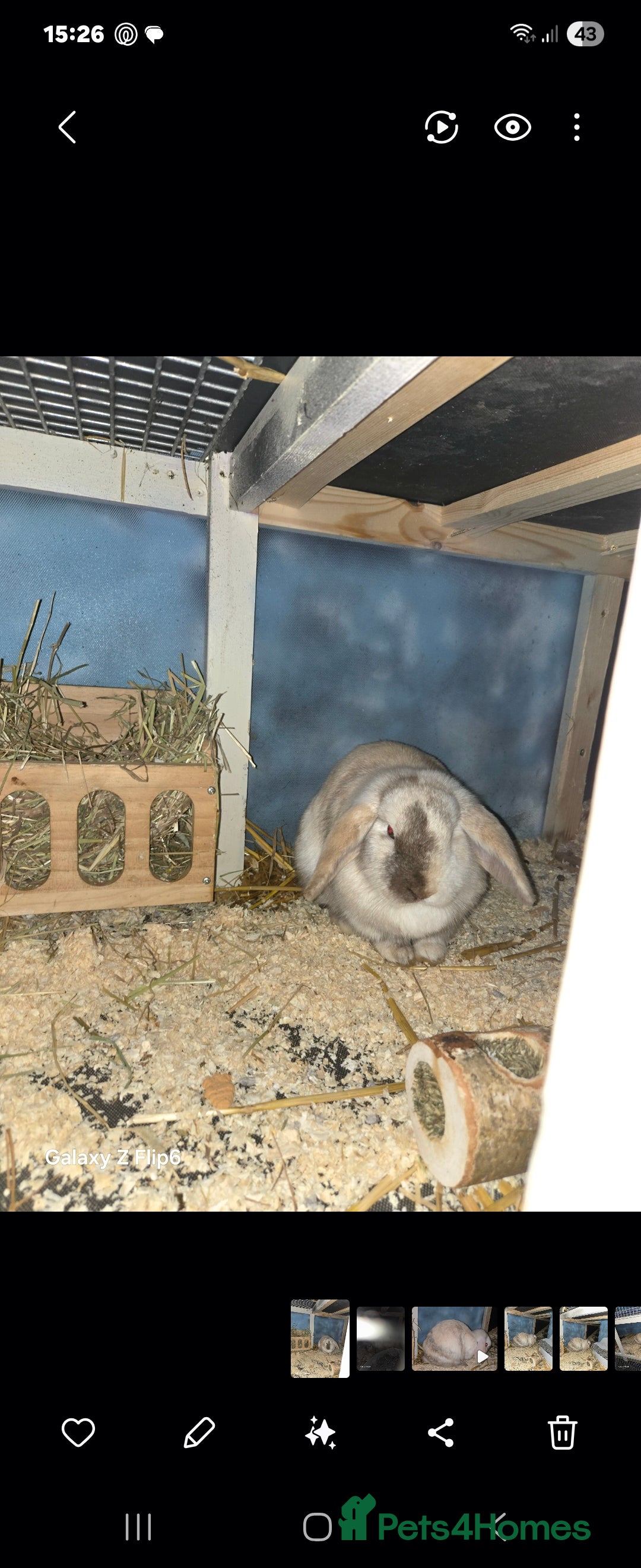 Mini Lop rabbits 2 mini lop rabbits - Advert 1