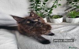 Maine Coon cats for sale: Beautiful Maine Coons  - Advert 12