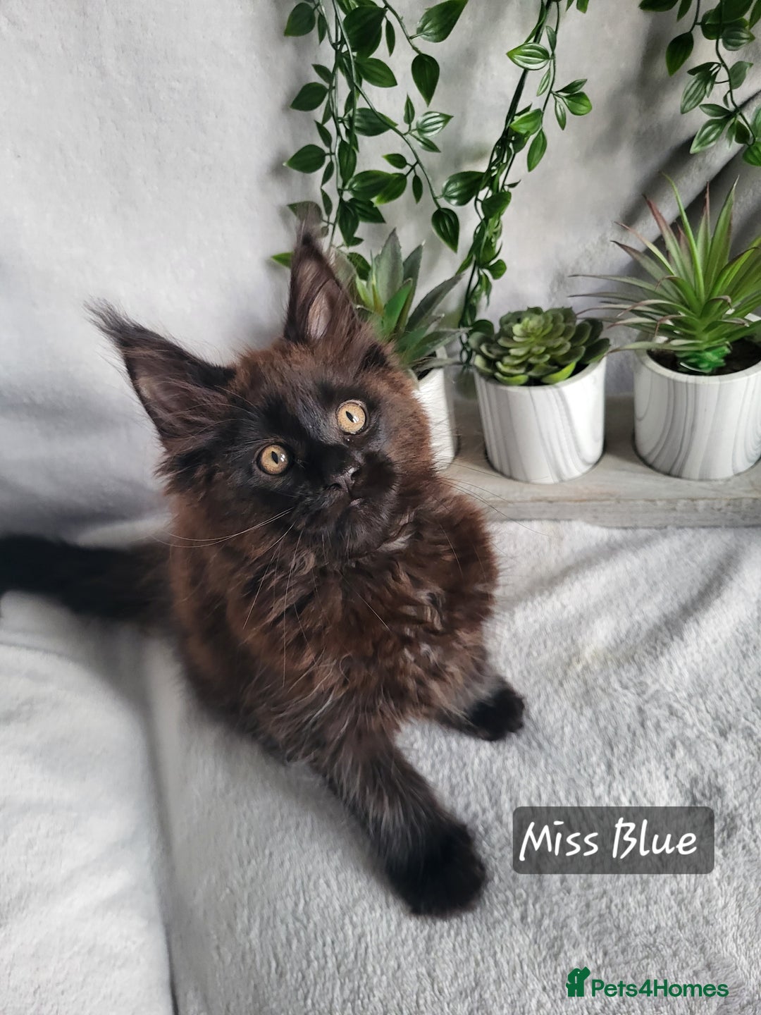 Maine Coon cats for sale: Beautiful Maine Coons  - Advert 12