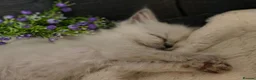 Ragdoll cats for sale: Gorgeous little of Ragdolls  - Advert 4