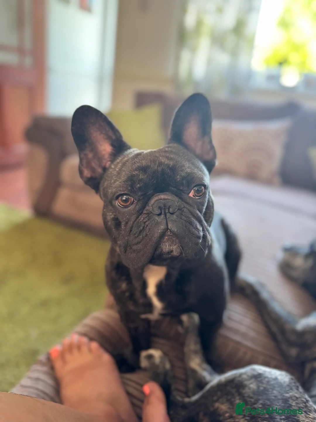 French Bulldog dogs for sale: 2 year old French Bulldog - Advert 1