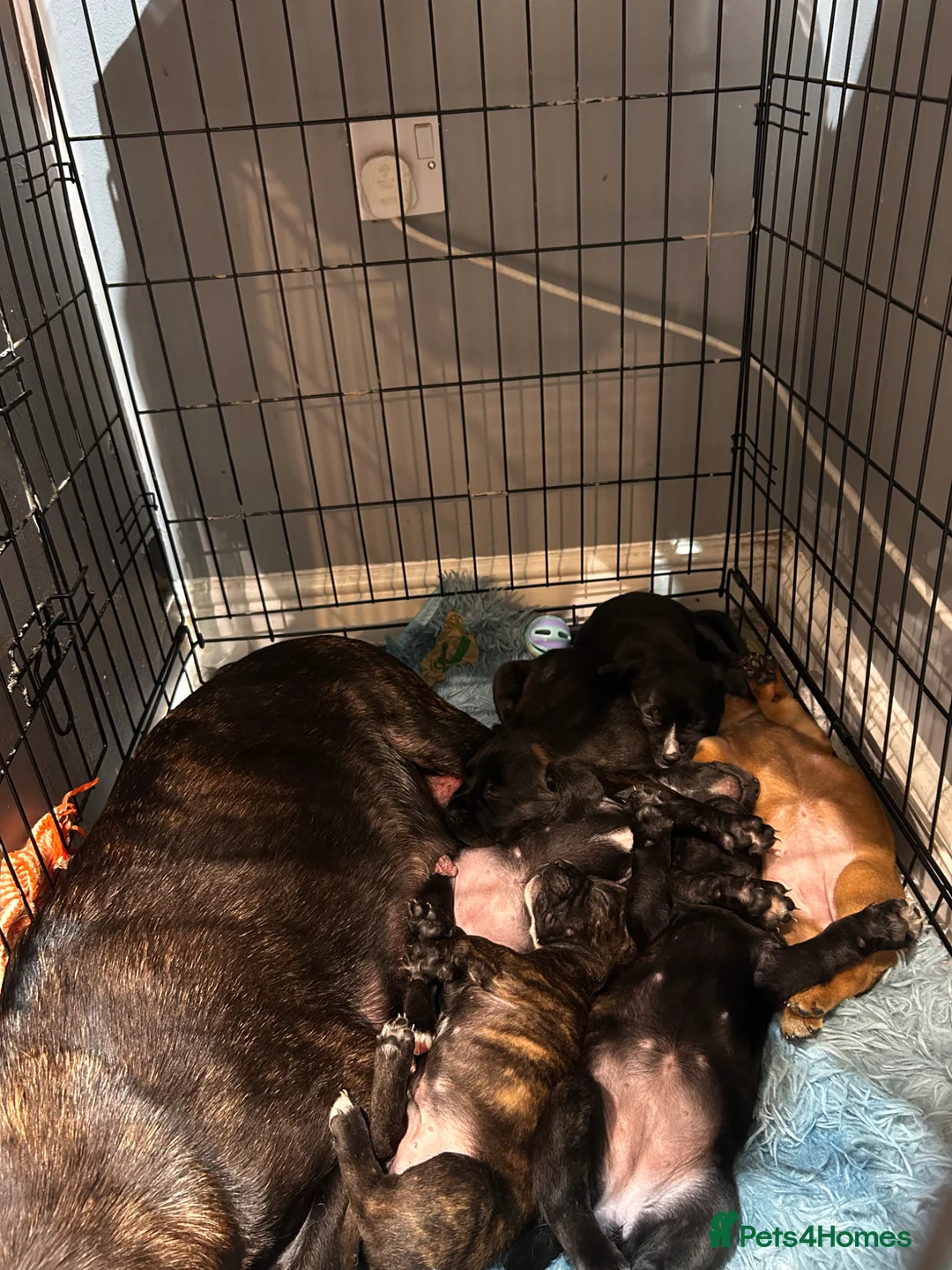 Mixed Breed dogs for sale: 5 beautiful pups FrenchieXcollie X staffie 4G, 1B - Advert 2