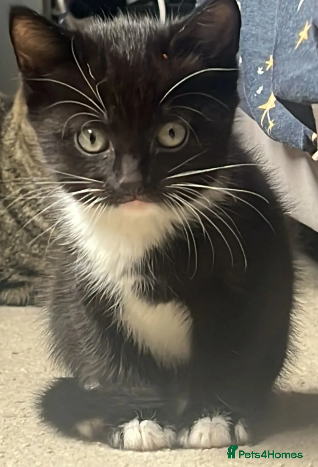 Mixed Breed cats for sale: 1 beautiful male kitten  - Advert 1