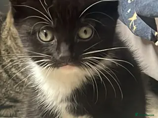 Mixed Breed cats 1 beautiful male kitten - Advert 2