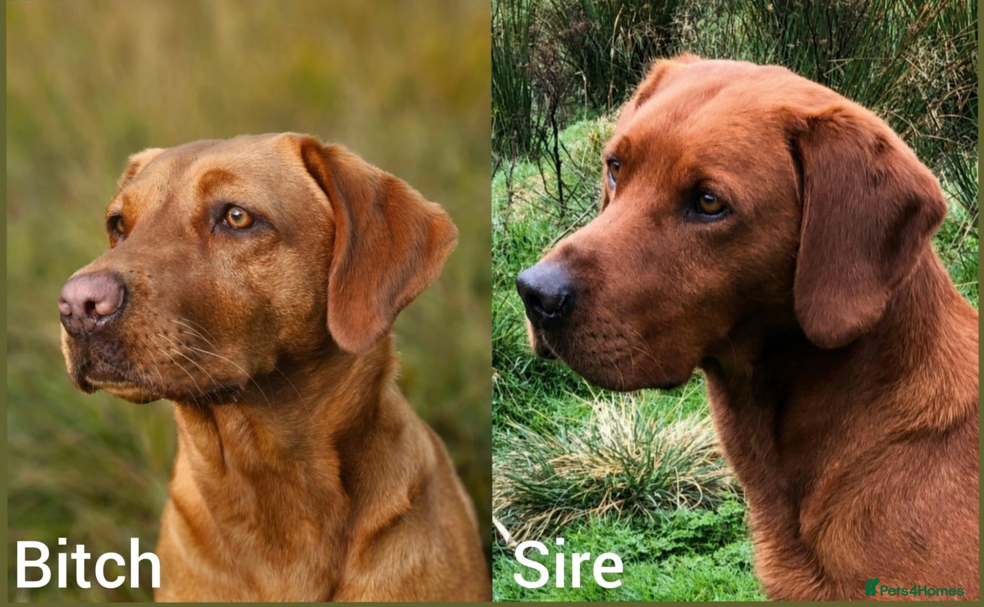 Labrador Retriever dogs Fox red Labrador puppies for sale( due 5/11/26 - Advert 10