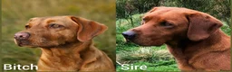 Labrador Retriever dogs for sale: Fox red Labrador puppies for sale( due 5/11/26 - Advert 1