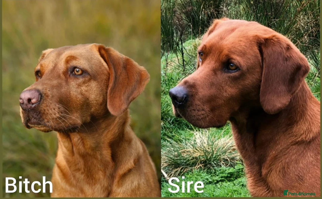 Labrador Retriever dogs for sale: Fox red Labrador puppies for sale( due 5/11/26 - Advert 1