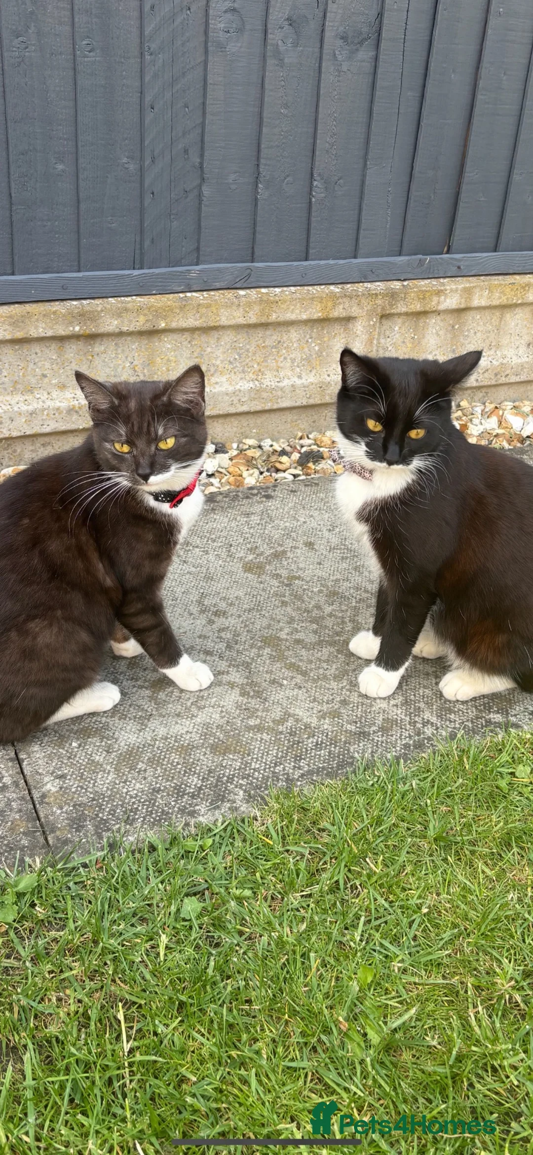 Mixed Breed cats for sale: Cats for rehoming - Advert 2