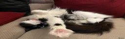 Domestic Shorthair cats for sale: 2 Black and White Cats  - Advert 18