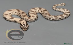 Snake reptiles for sale: Hognose snakes  - Image 16