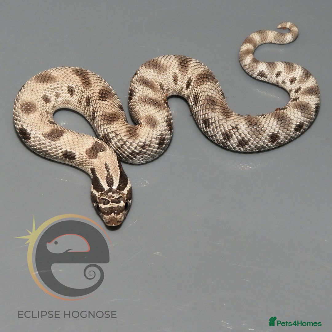 Snake reptiles for sale: Hognose snakes  - Image 16