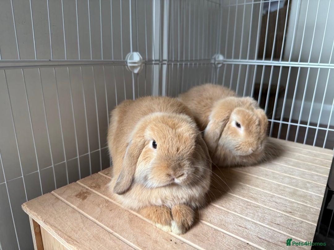 Mini Lop rabbits for sale: 2 beautiful male mini lops with full setup - Image 1