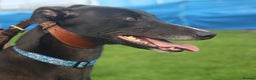 Greyhound dogs for adoption: Bing - Male Greyhound - Advert 3