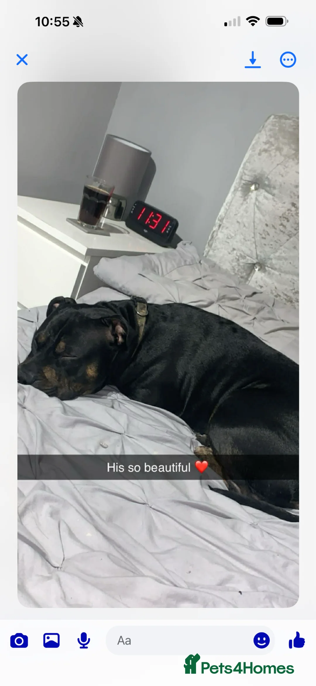 Staffordshire Bull Terrier dogs for sale: Staffordshire bull terrier - Advert 1