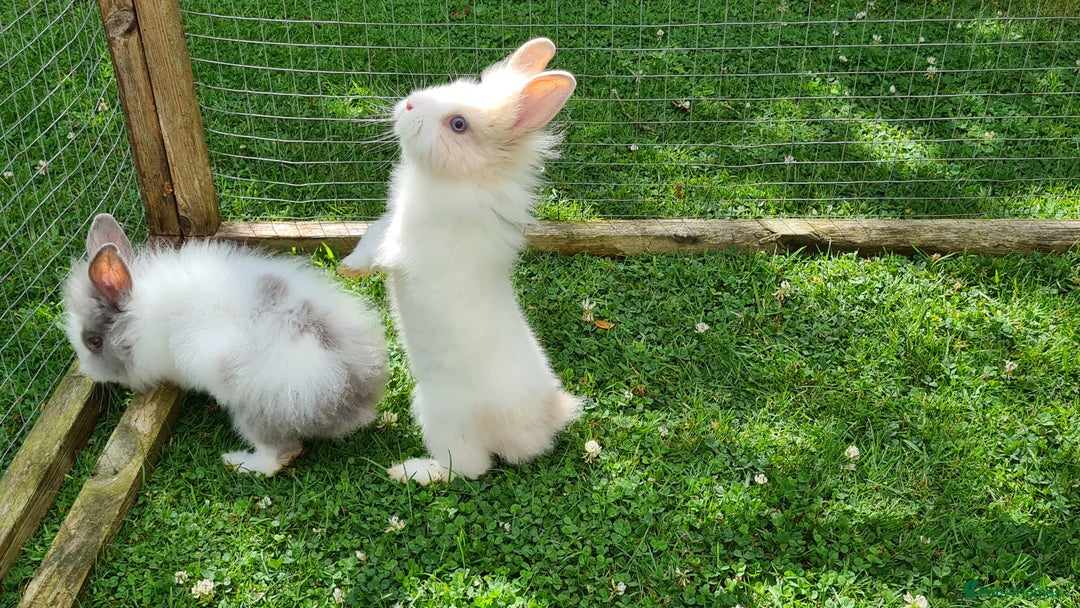 Lionhead rabbits for sale: READY NOW! Beautiful Baby Lionhead Bunnies - Image 13