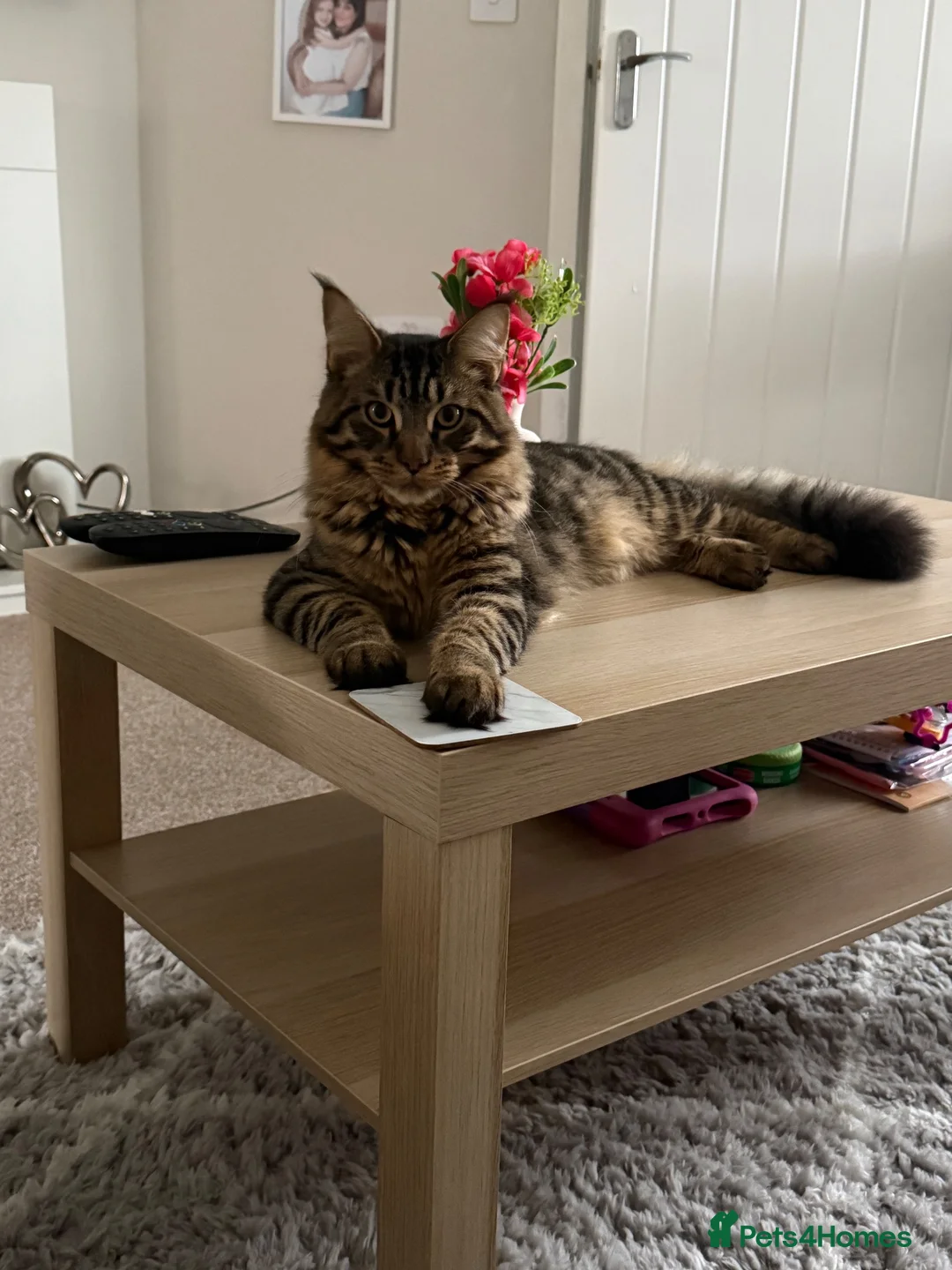 Maine Coon cats for sale: Maine coon cross for sale  in Nottingham - Advert 2