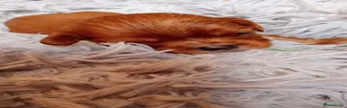 Cavalier King Charles Spaniel 4