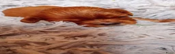 Cavalier King Charles Spaniel dogs for sale: KC health tested Cavalier king Charles spaniel,s - Advert 3