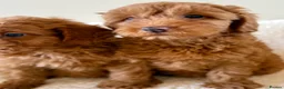 Cavapoo dogs for sale: Extensively health tested fox red Cavapoo puppy’s  - Advert 4