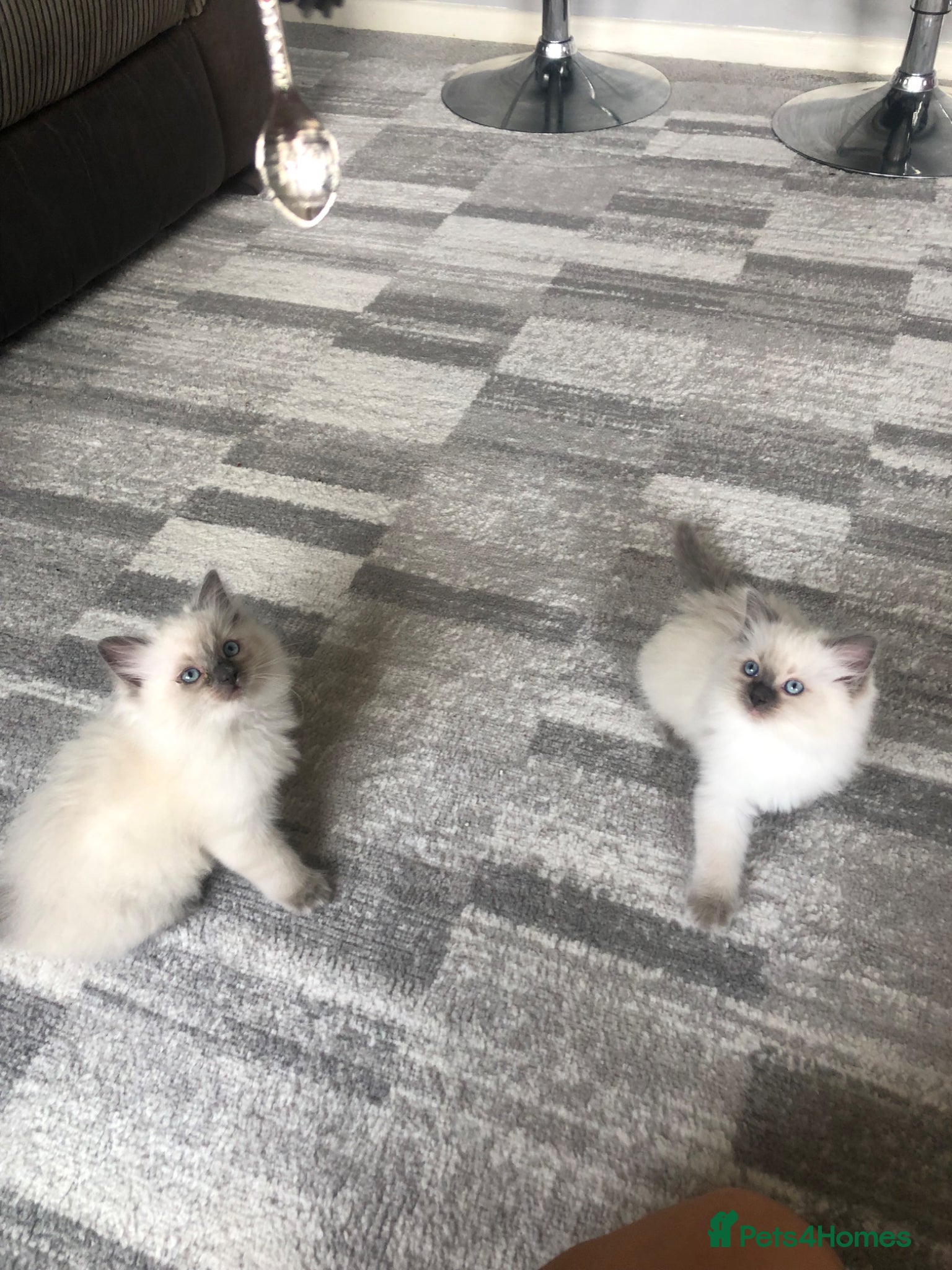 Ragdoll cats for sale: Ragdoll kittens in Southend-on-Sea - Advert 9
