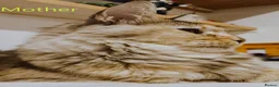 Maine Coon cats for sale: Dna health tested XXL Maine coon kittens  - Advert 16