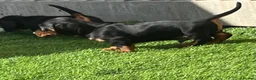 Miniature Dachshund dogs for sale: Mini dachshund boy in Coventry - Advert 11