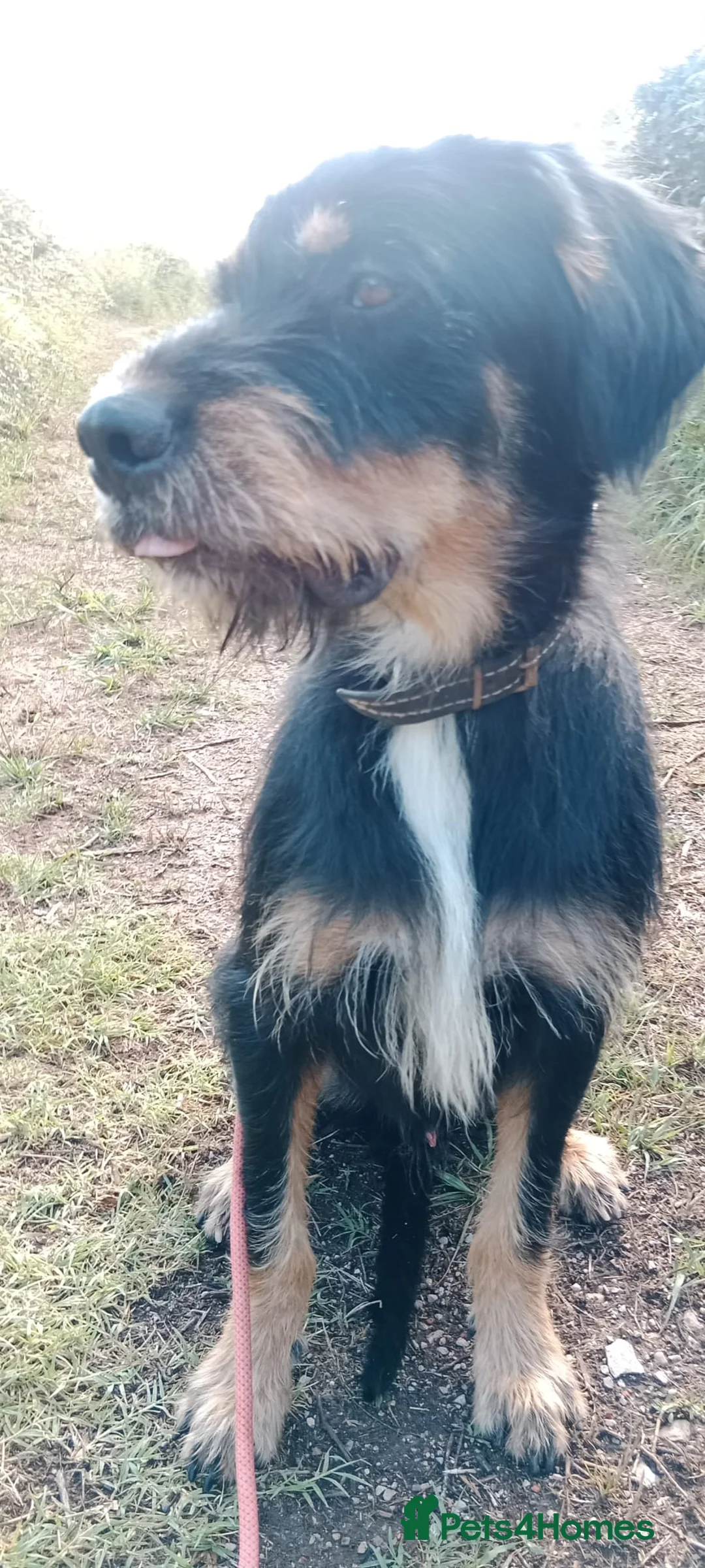 Mixed Breed dogs for adoption: Dante in Newcastle upon Tyne - Advert 7