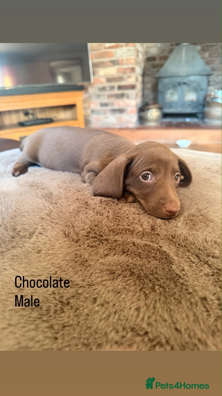 Miniature Dachshund dogs for sale: Ludlow KC Reg Miniature Dachshund Puppies - Advert 1