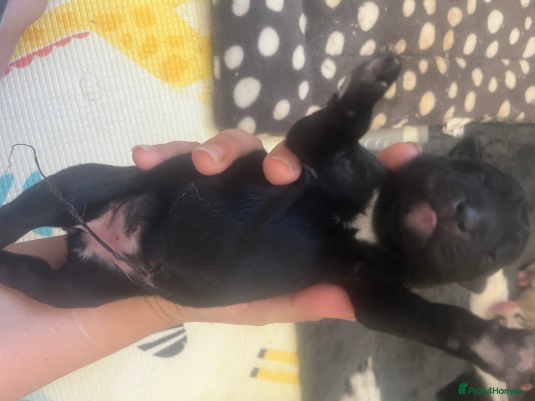 Mixed Breed dogs for sale: Husky/staffi/labrador  - Image 9