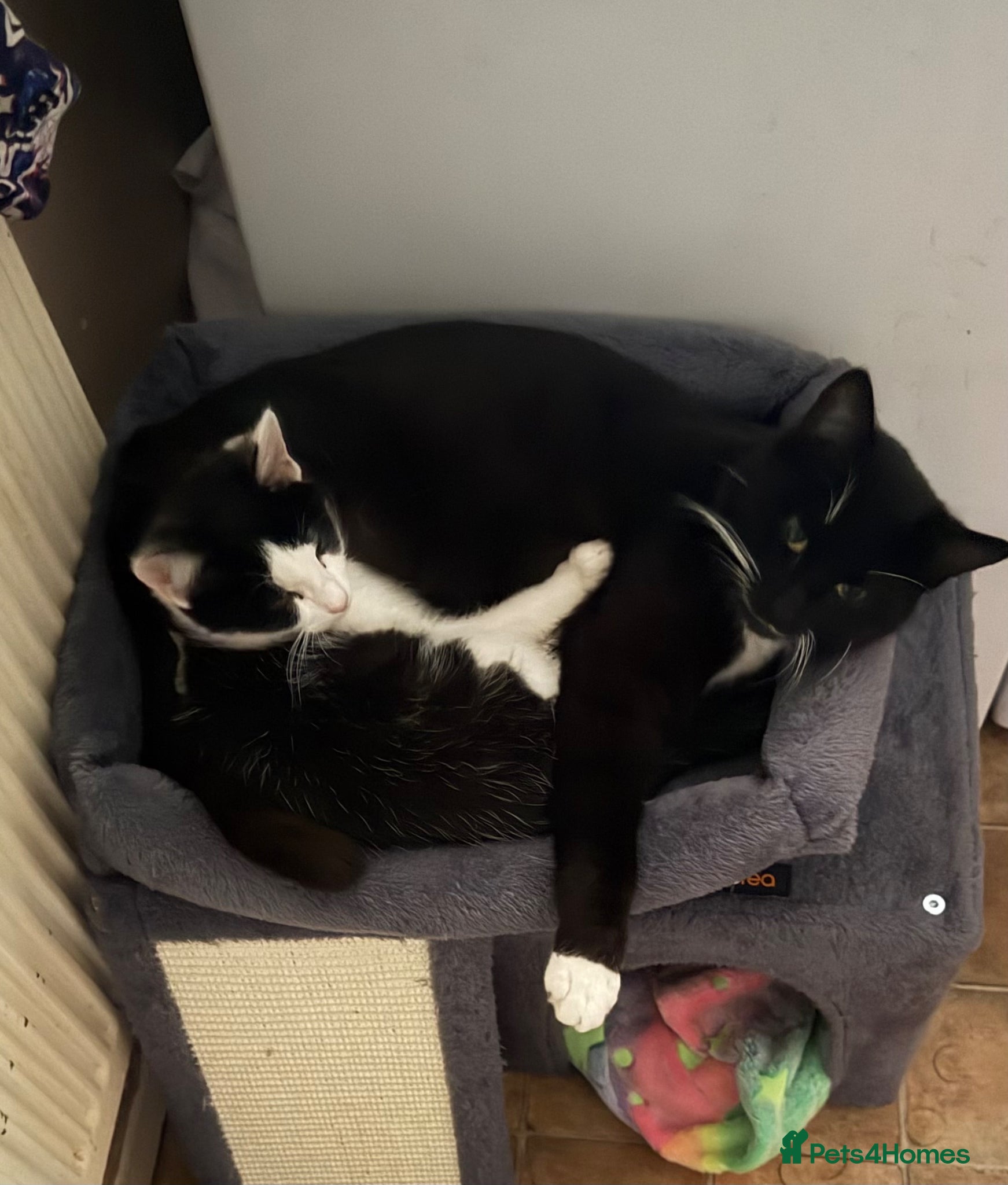 Mixed Breed cats Male tuxedo cat 9 months old  - Advert 9