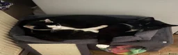 Mixed Breed cats for sale: Male tuxedo cat 9 months old  - Advert 1