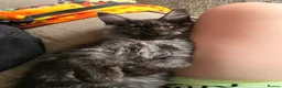 Maine Coon cats for sale: 🩷 Maine coon smokey black girls 🩷 - Advert 8