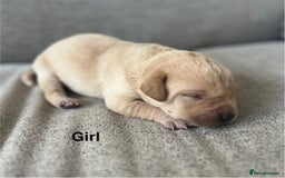 Labrador Retriever dogs for sale: ❤️❤️beautiful Labrador Pups ❤️❤️🔥 - Image 9