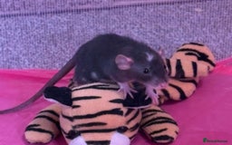 Rat rodents for sale: 3 adorable male Dumbo Rats - Image 9