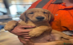 Labrador Retriever dogs for sale: KC registered Labrador pups - Image 9
